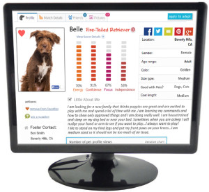 When adopting a dog, you should consider personality.  Here is a picture of the pet profile personality break down on a monitor.