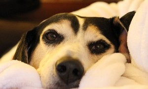 Our dog, Biride, resting her head on Kami's lap