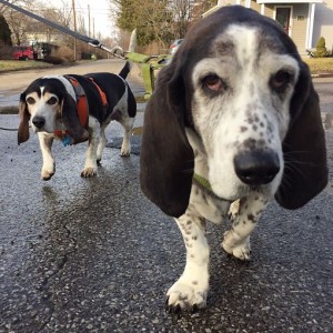 Daisy and Birdie walking on wet pavement, with faces close to the camera.