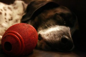 Franklin sleeping with his football by his face.  Dog personality varies from dog to dog - some dogs like football, others hockey!