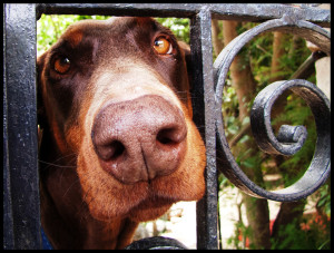 A dog behind a fence looking into the camera.