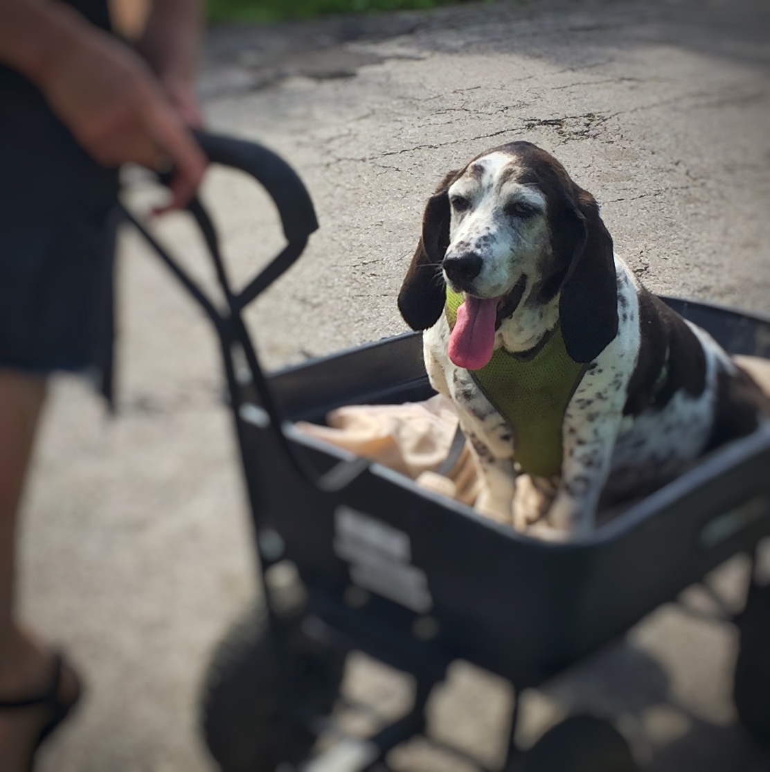 Daisy, a basset hound, in a garden cart on a walk through the neighborhood.