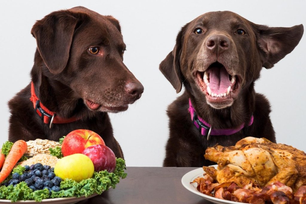 canine nutrition